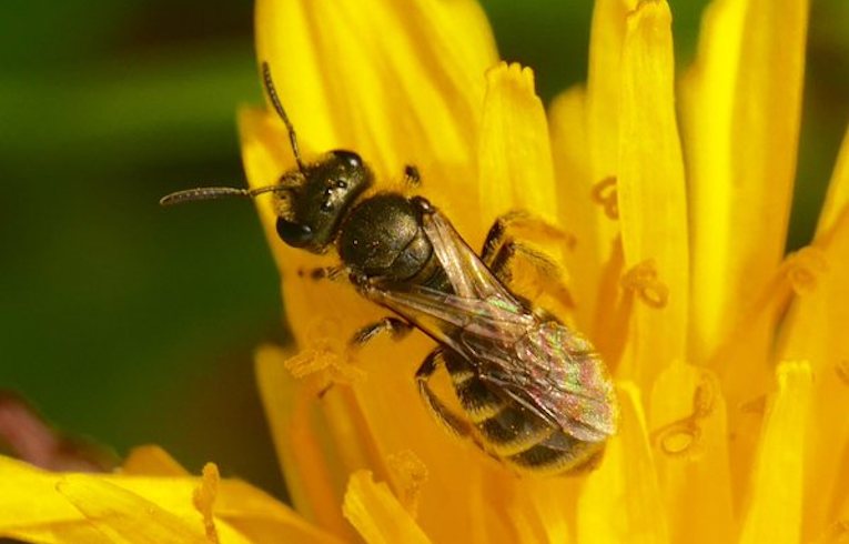 Lasioglossum albipes