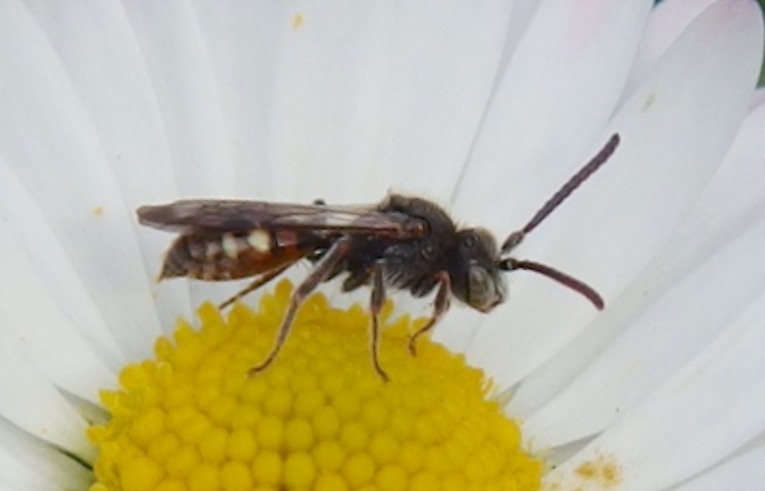 Nomada fabriciana