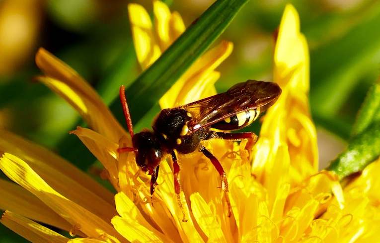 Nomada goodeniana