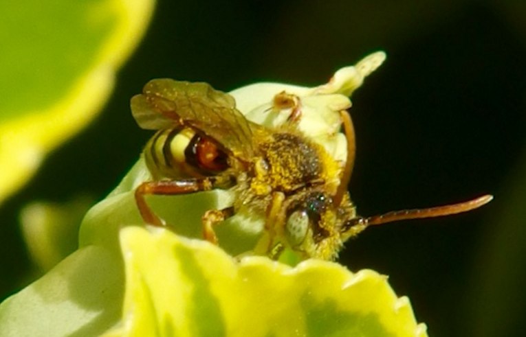 Nomada lathburiana