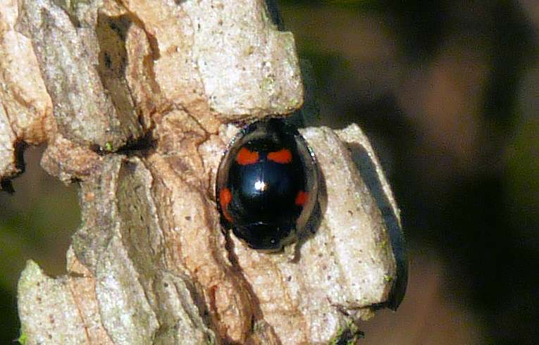 Chilocorus bipustulatus ?