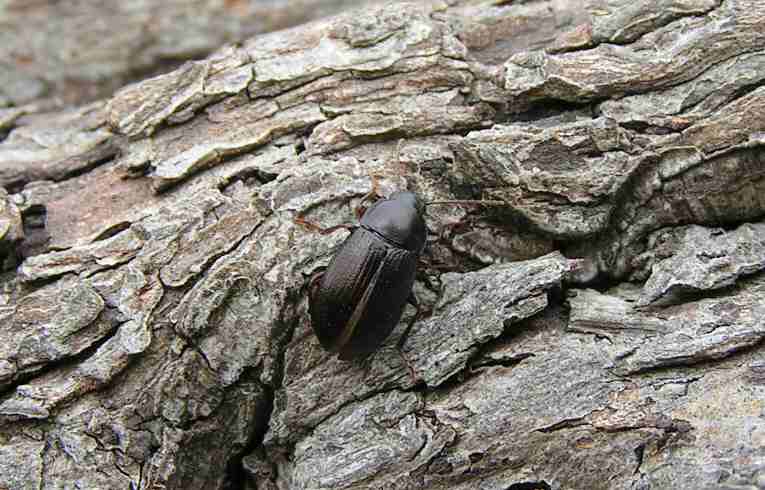 Darkling Beetle
