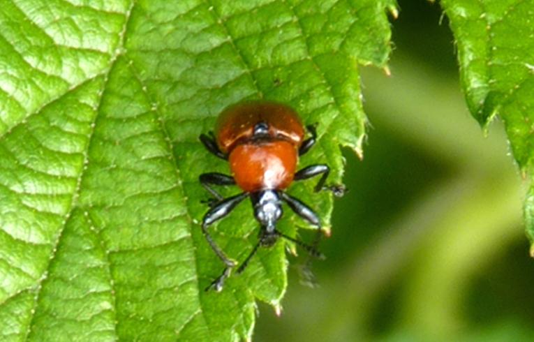Attelabus nitens