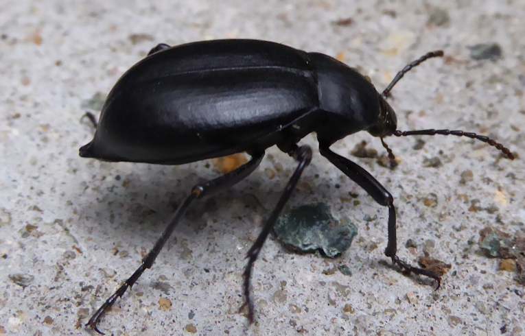 Cellar Beetle - Blaps mucronata