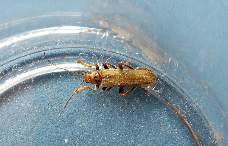 Cantharis (decipiens)