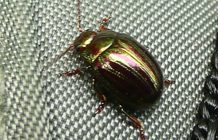 Rosemary Beetle