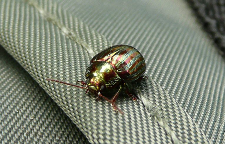 Chrysolina americana