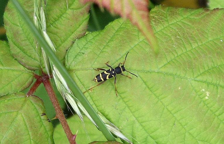 Clytus arietis