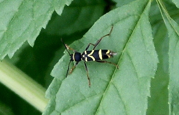 Clytus arietis