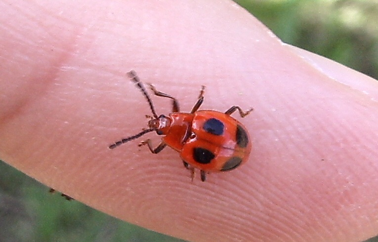 Endomychus coccineus