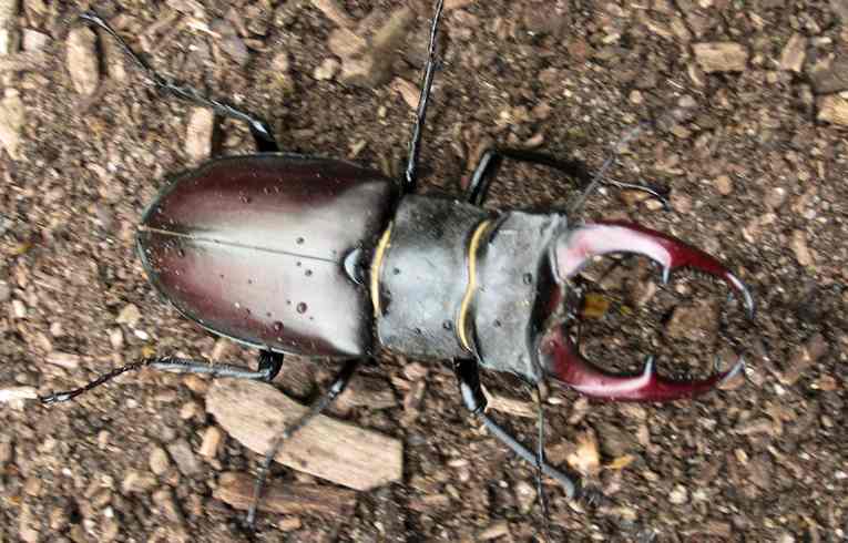 Stag Beetle