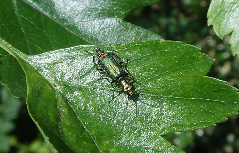 Malachius bipustulatus