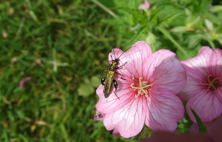 Oedemera nobilis