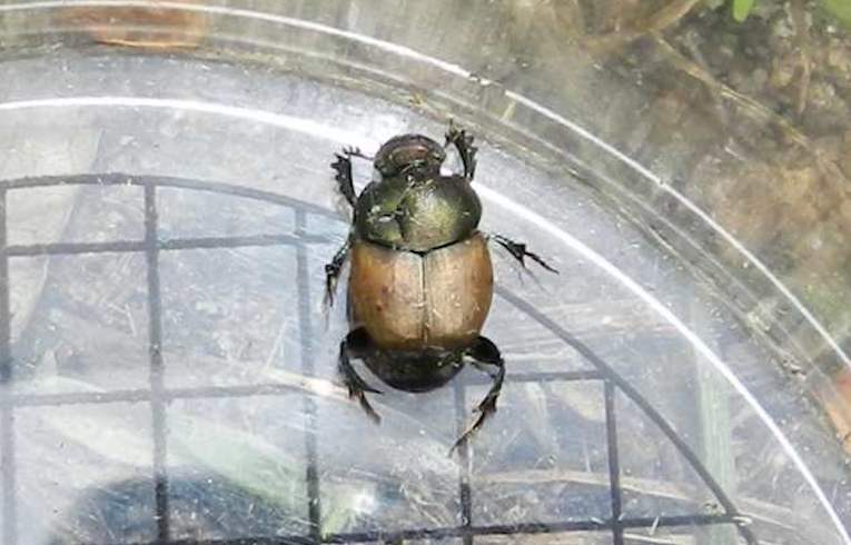 Onthophagus sp.