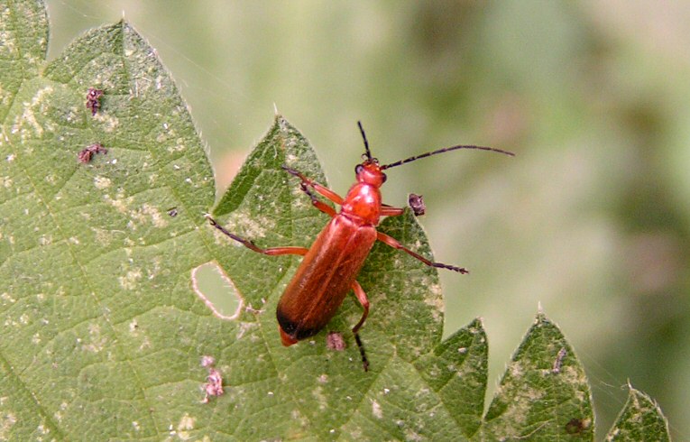 Rhagonycha fulva