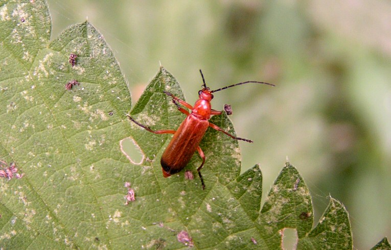 Rhagonycha fulva