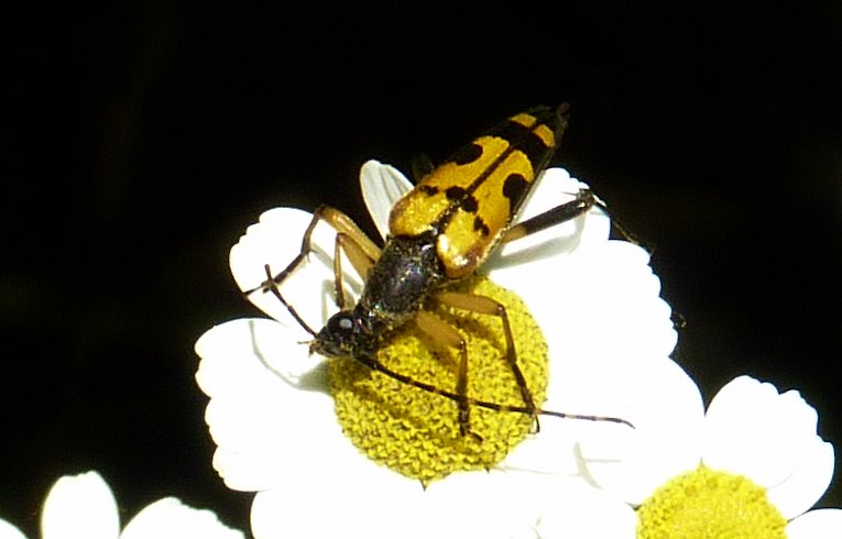 Rutpela maculata