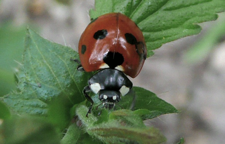 Coccinella 7-punctata