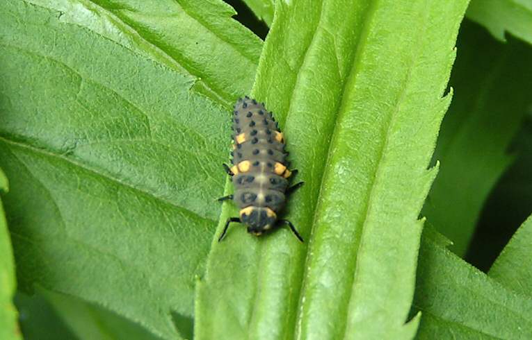 Coccinella 7-punctata