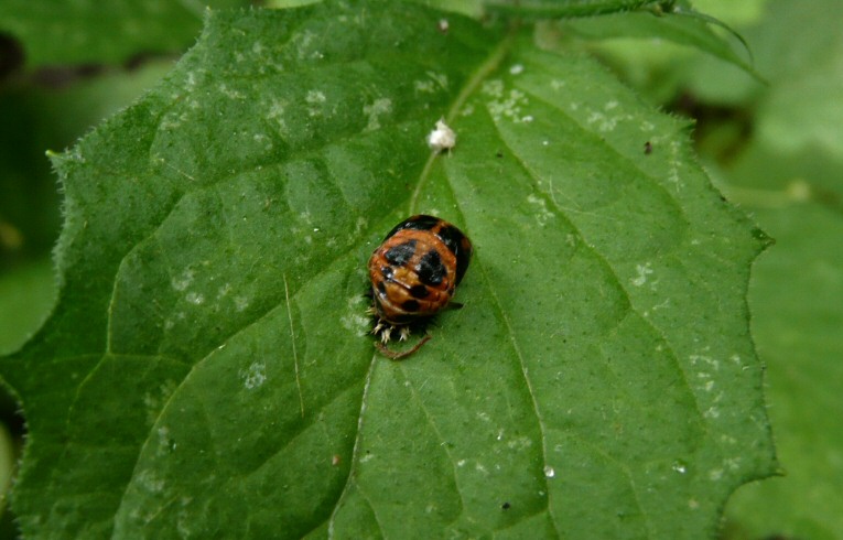 Harlequin Ladybird