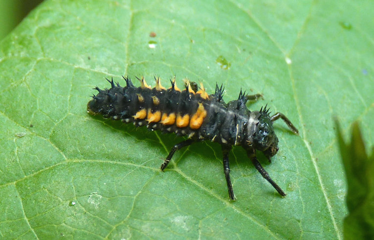 Harlequin Ladybird larva