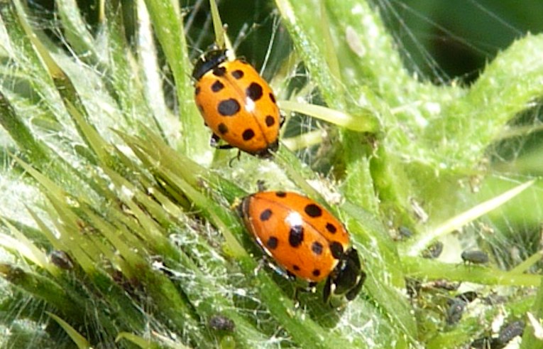 Hippodamia 13-punctata