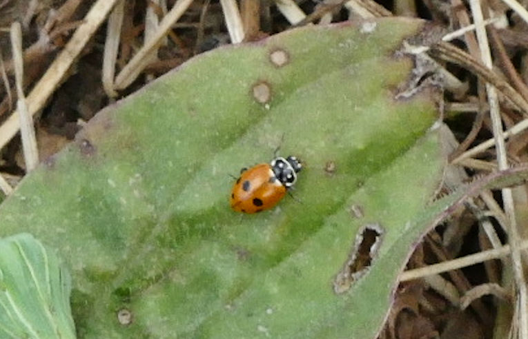 Adonis Ladybird