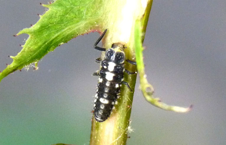 14-spot Ladybird larva