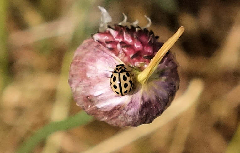 Tytthaspis 16-punctata