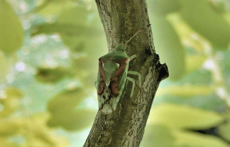 Cyphostethus tristriatus