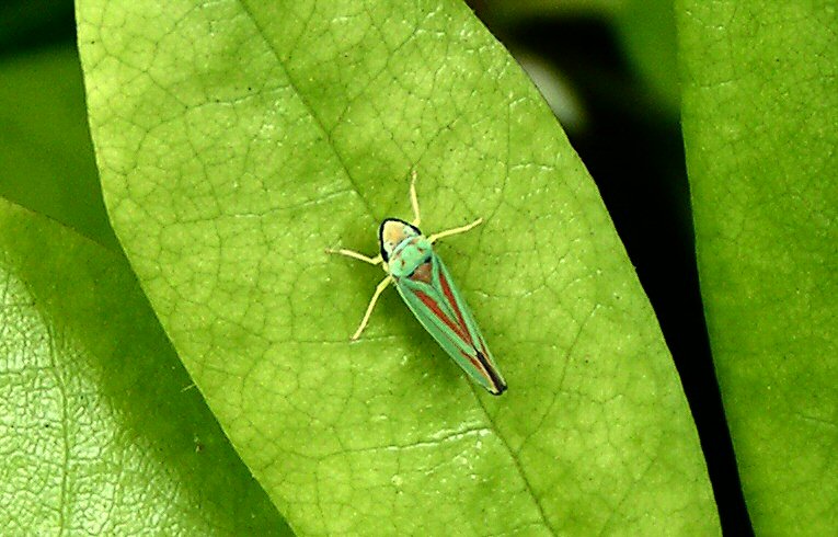 Graphocephala fennahi 