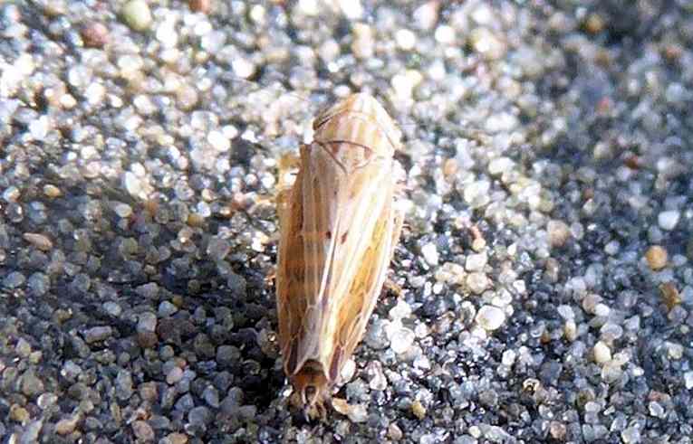 Mocydiopsis attenuata