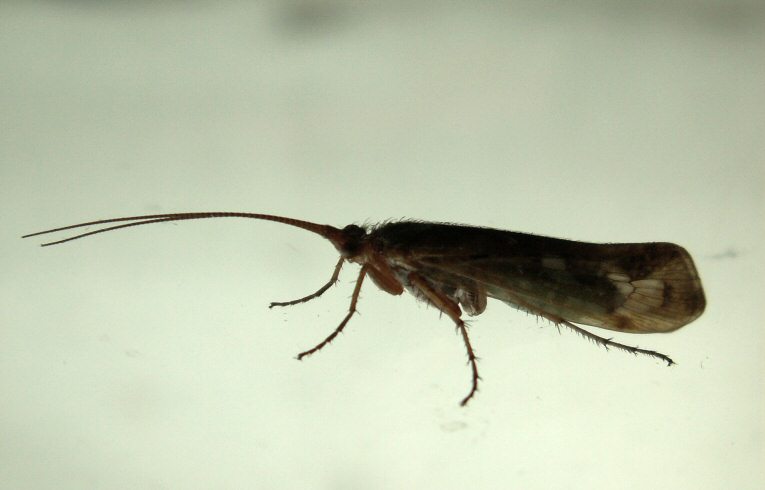 a caddis fly