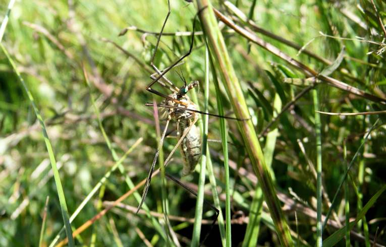 Nephrotoma appendiculata