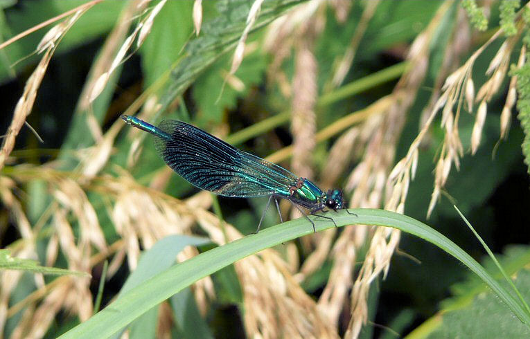 Calopteryx_splendens
