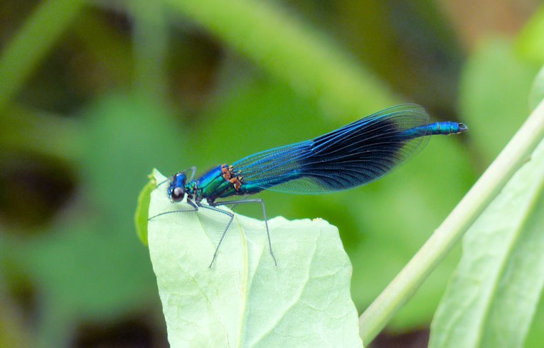 Banded Demoiselle