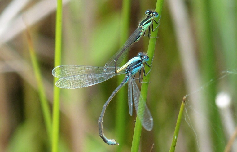 Azure Damselflies