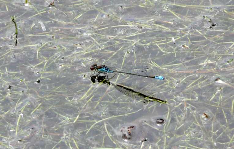 Erythromma_viridulum