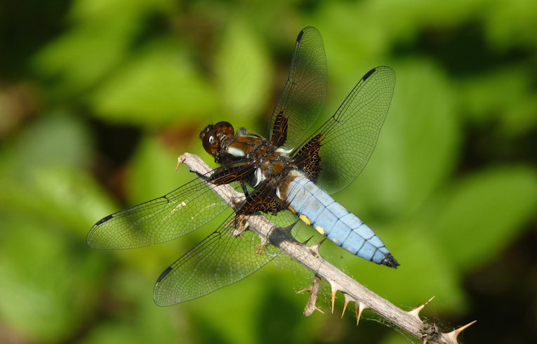 Libellula depressa