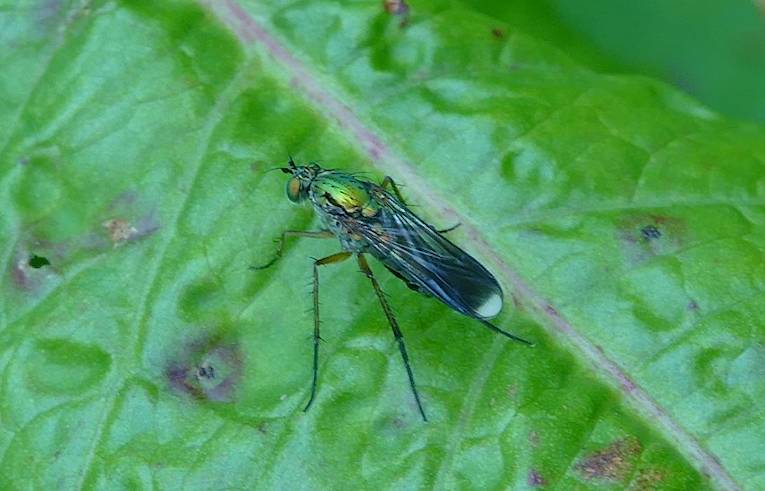 Poecilobothrus nobilitatus