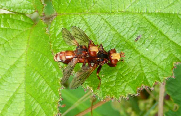 Sicus ferrugineus