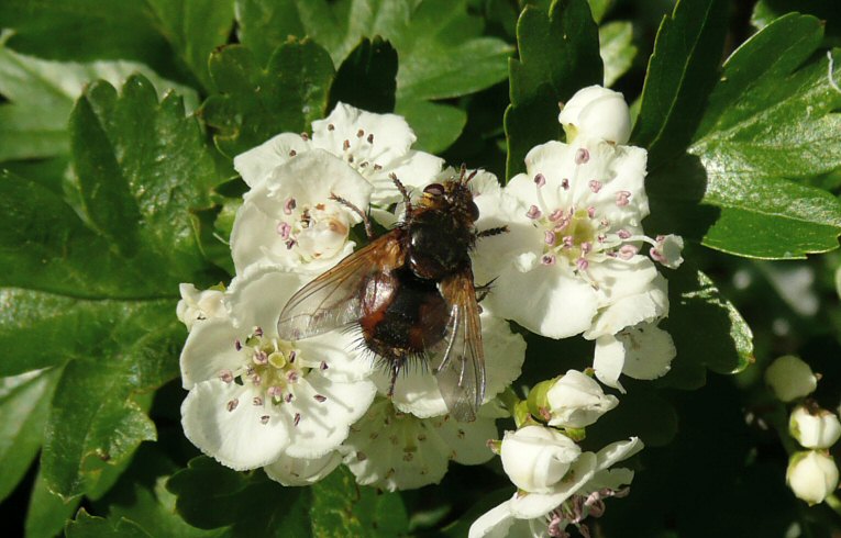 Tachina fera