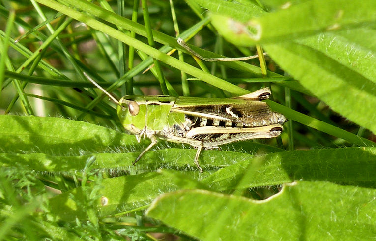 Stripe-winged Grasshopper