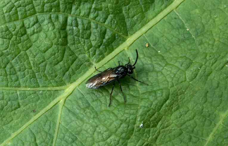 Sawfly