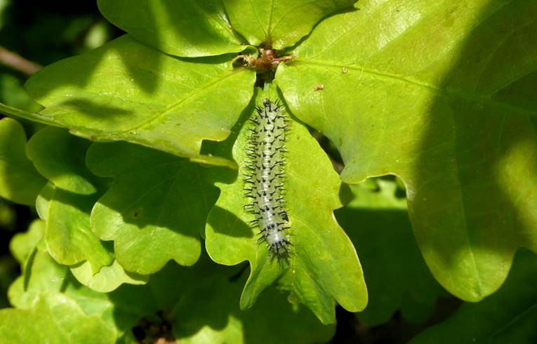 Periclista lineolata ?