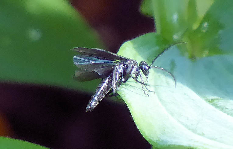 Phymatocera aterrima