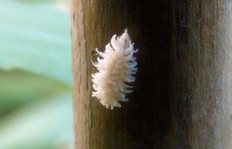 a mealybug