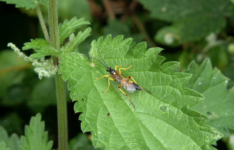 Ichneumon Wasp