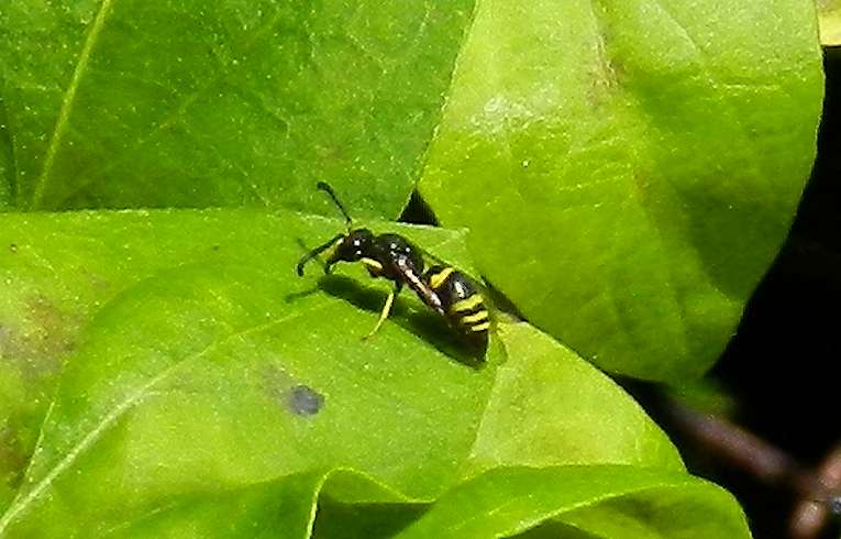 Ancistocerus trifasciatus