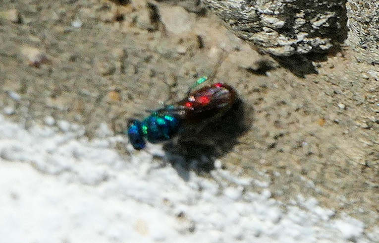 Chrysis ignita